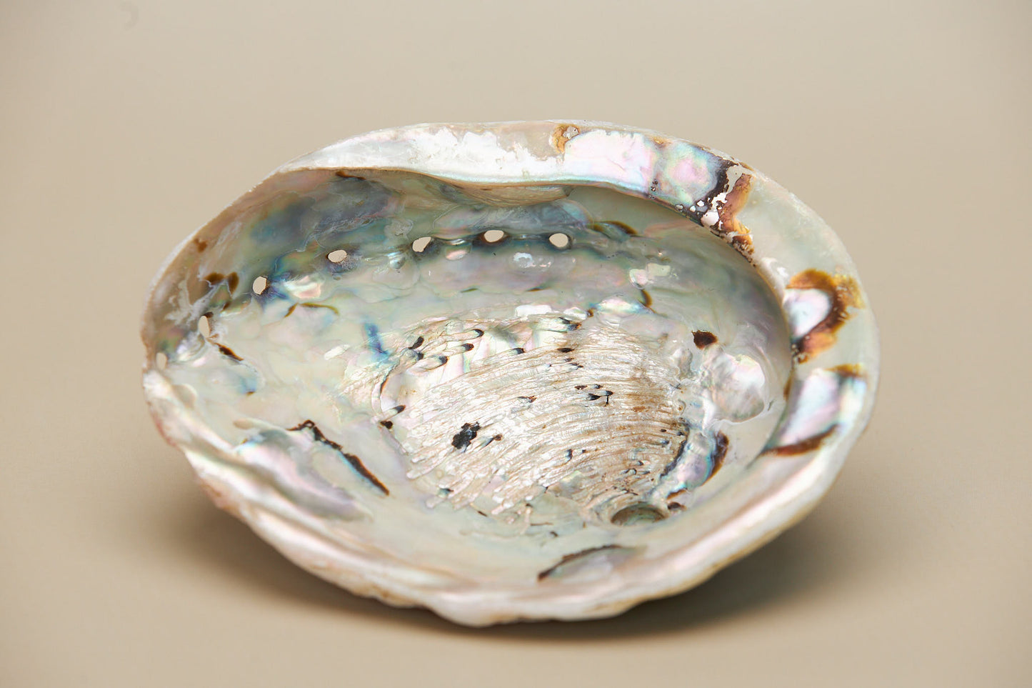 La Coquille d'Ormeau