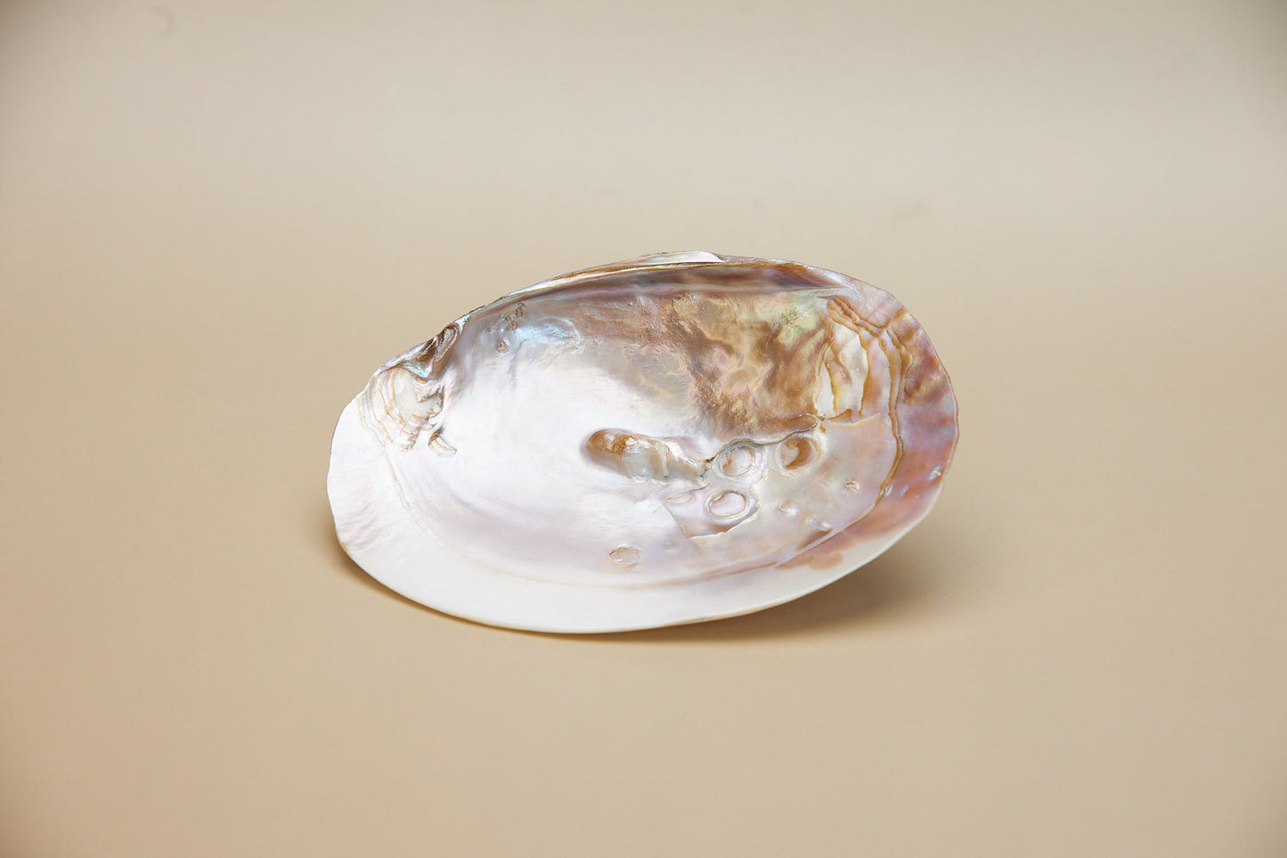 Coquille d'huître perlière
