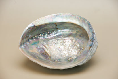 The Abalone Shell